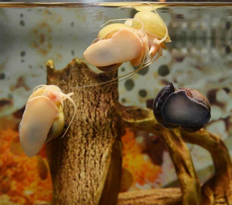 Caracol misterioso 2