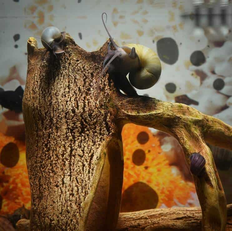 Crianza de caracoles misteriosos