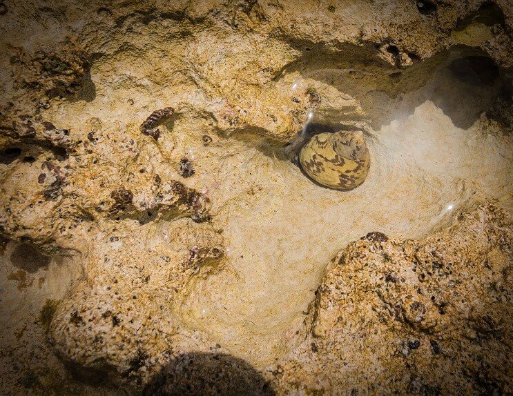 Caracol nerita a cuadros