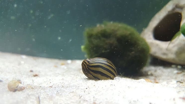 Caracol Zebra Nerite en un tanque