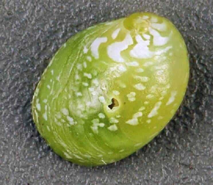 Caracol Nerita Esmeralda