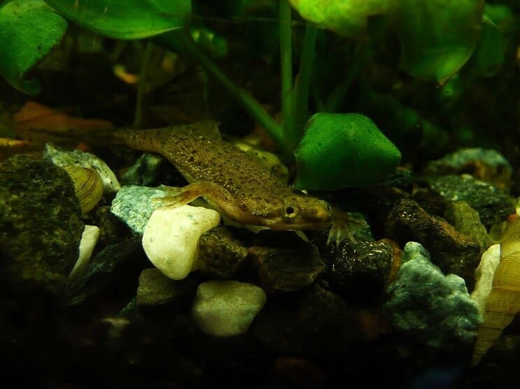 Rana enana africana en tanque