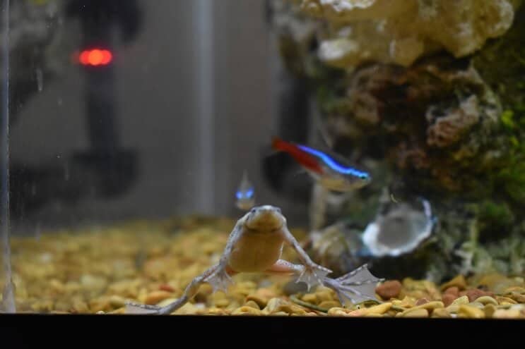 Rana enana africana y tetra neón