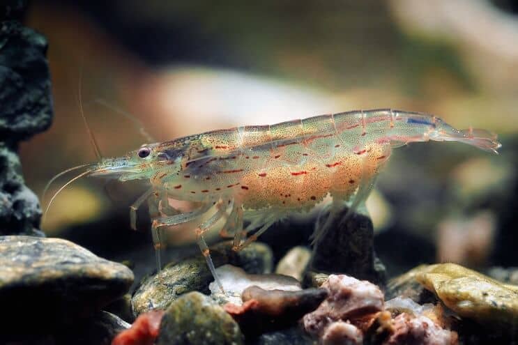 Camarón Amano Hembra