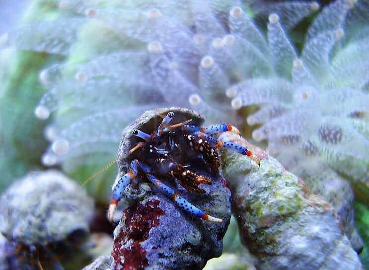 El cangrejo ermitaño de patas azules