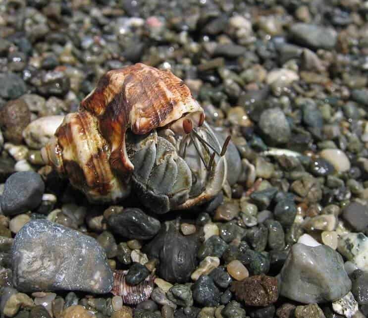 Cangrejo Ermitaño Ecuatoriano