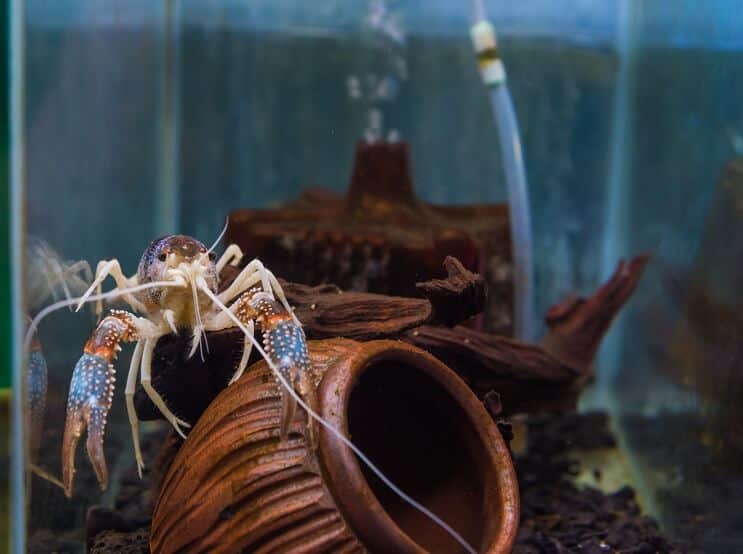 Cangrejos de río en acuario