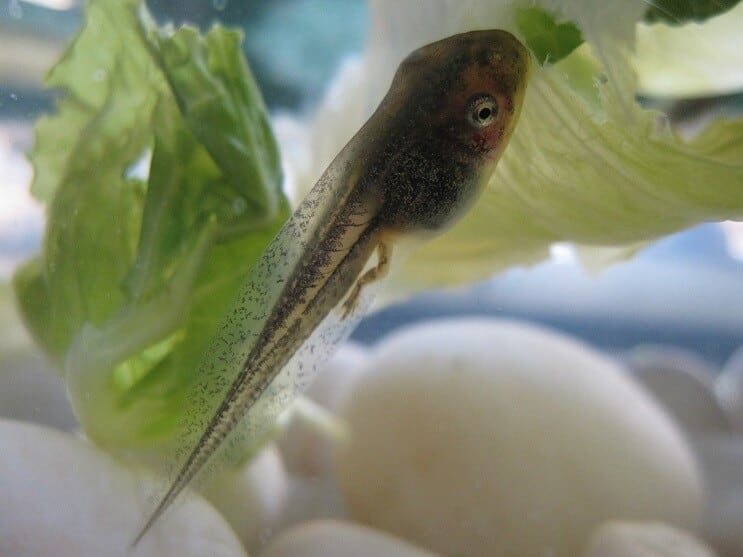 Renacuajo en un acuario