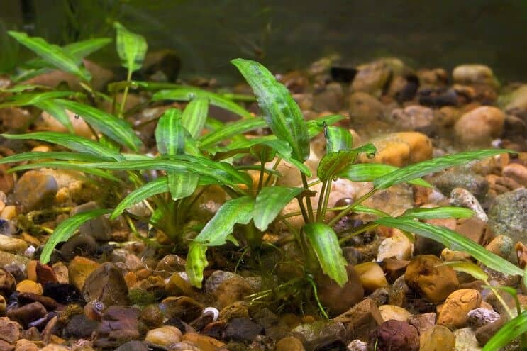 Criptocoryne