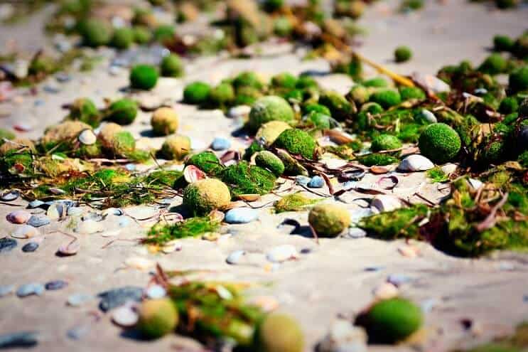 Bolas de Marimo