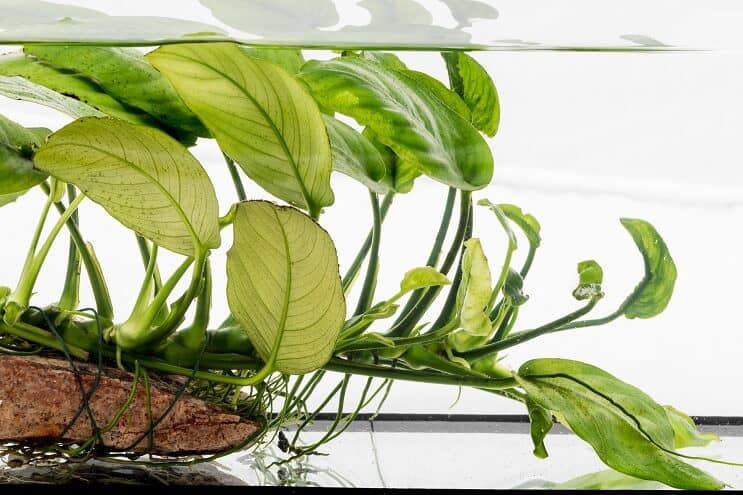 Anubias nana sobre madera flotante
