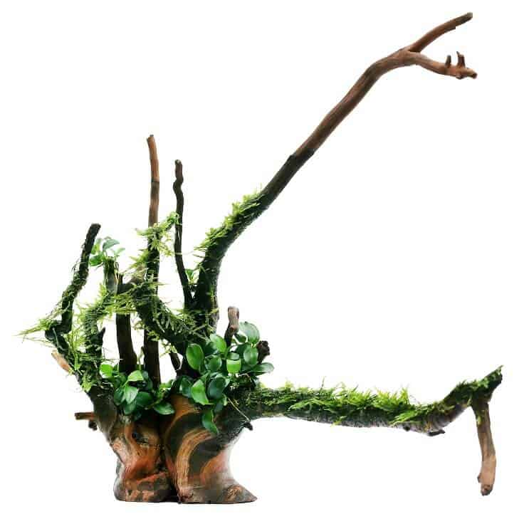 Anubias Nana y Java Moss