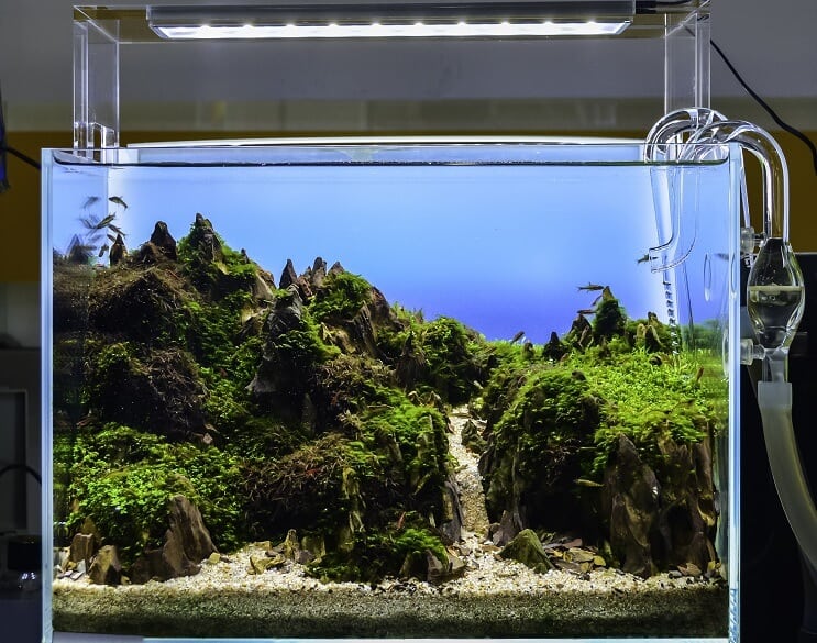 Acuario con paisaje acuático