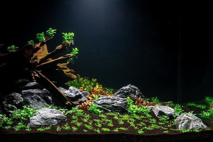 Plantar el acuario