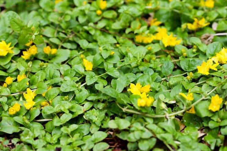 Áurea (Lysimachia nummularia)