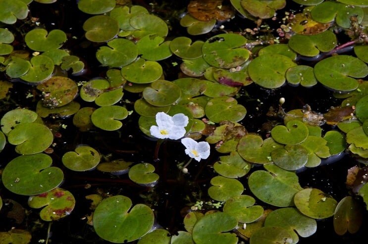 Lenteja de agua