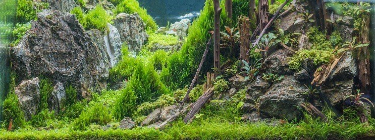 Condiciones del tanque de pasto enano
