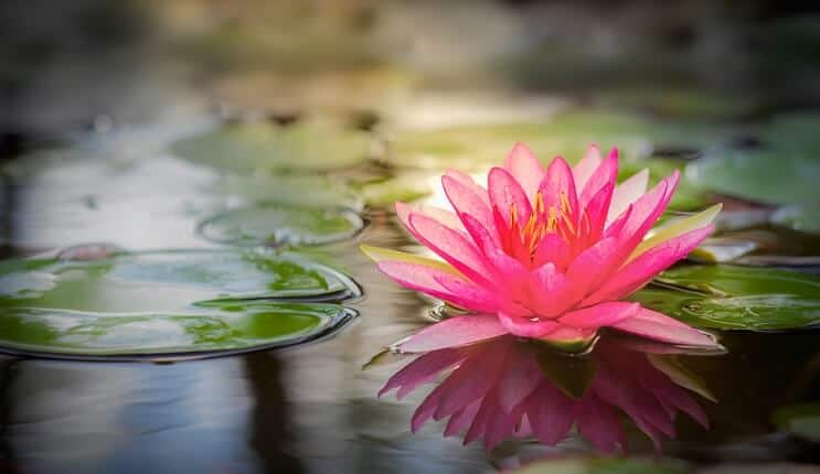 Lirio de agua rosa