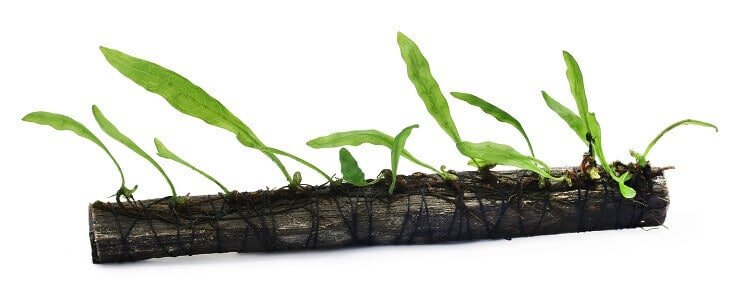Plantando