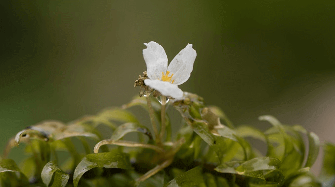 Flor de Anacharis