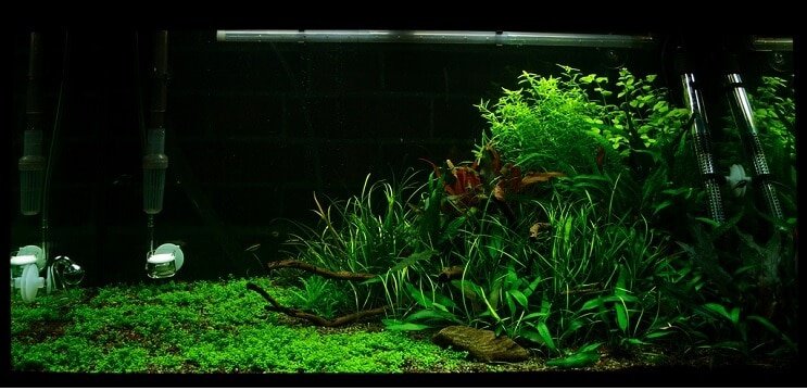 Condiciones del tanque Staurogyne repens