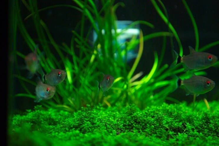 Compañeros de tanque para Staurogyne Repens