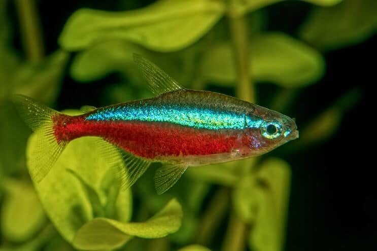 Cuidado de peces tetra