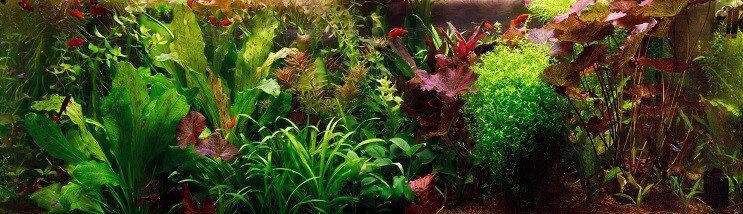 Aquascape holandés