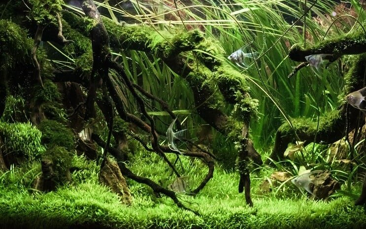 Tanque plantado