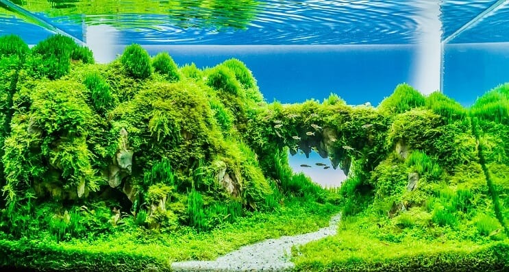 Preguntas frecuentes sobre tanques plantados