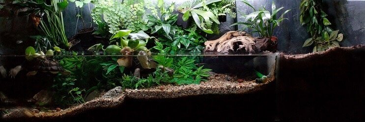 Plantas de paudario