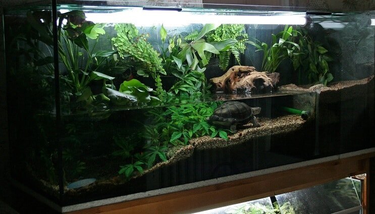 Idea de habitante del tanque