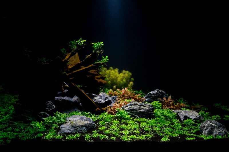 Las mejores plantas para peces Betta