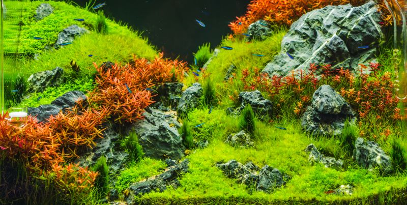 Las mejores plantas para peces Betta