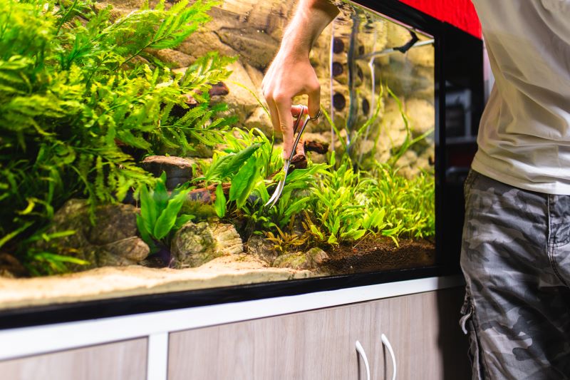 Las mejores plantas para peces Betta