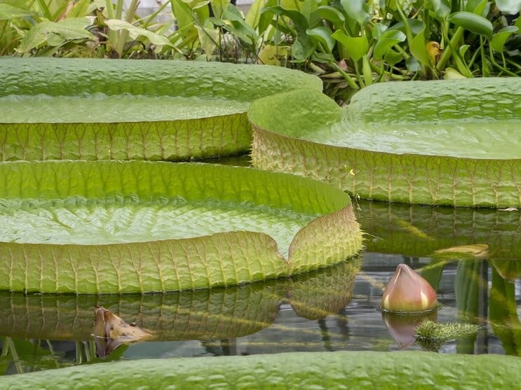 Cuidado y mantenimiento de WaterLily