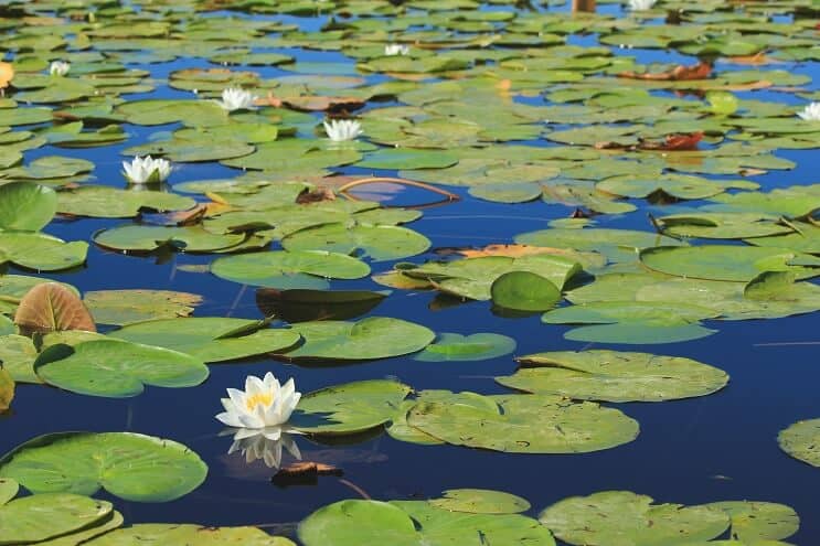 Propagación del lirio de agua