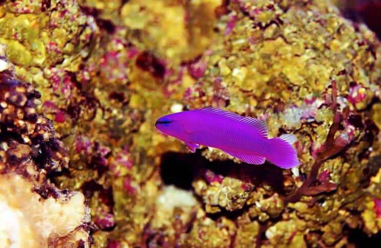 Pez Orquídea Dottyback