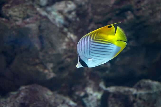 Pez mariposa Auriga