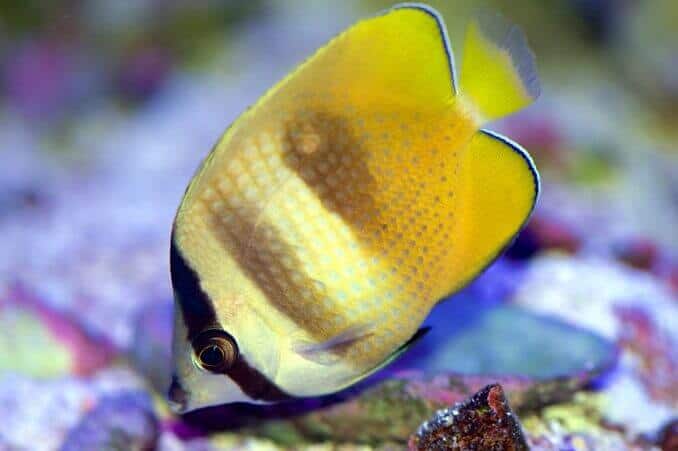 Pez mariposa naranja